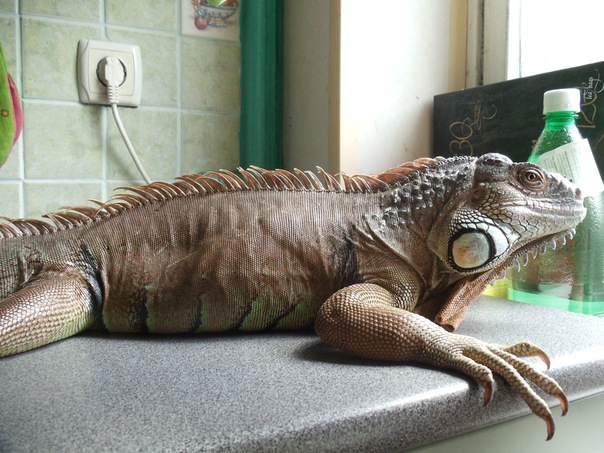 15 июля 2011 Фрай