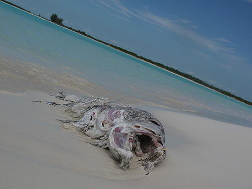 Остров Кайо Ларга, после урагана. Тишь да гладь, только рыбка по берегам валяется :)