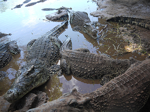 Playa Largo. Крокодилов много! Но они огорожены от туристов, дабы не было проблем.