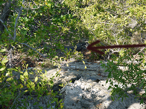 Островок Cayo Largo. Заметили крокодила, проплывая мимо (благо фотик был с собой!). Крокодилы в живой природе, и их много.
