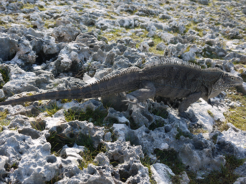 Остров игун. Там их сотни (или даже тысячи?) На этот остров привозят туристов, хотя - на самом деле - на острове Ларго (дикий пляж и натур пляж) игуаны тоже живут в тех же количествах))) Просто туристы об этом не знают и платят бабло за экскурсию)))