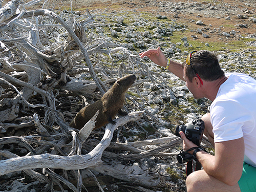 Нутрии. Ручные.
