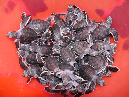 Ведро водоплавающих черепах. Когда самка откладывает яйца на песке, кубинцам приходится следить за ними - пока не вылупятся черепашата. Затем они немного вырастают в безопасной от хищников зоне (под присмотром) и потом их выпускают в море (океан). К сожалению, иначе они быстро вымрут, т.к. хищники, птица и человек (да да!) быстро сведут их численность к нулю.